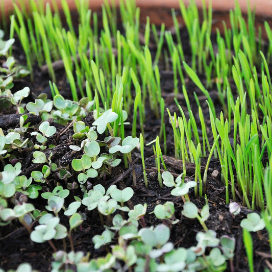 Microgreens of the Week